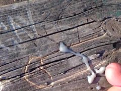 Picnic table art