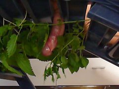 Cock Nettle Torture to Cum